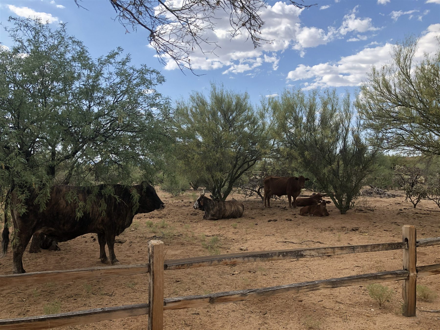 Cattle resting beneath mesquite trees at Diamond Bell Ranch